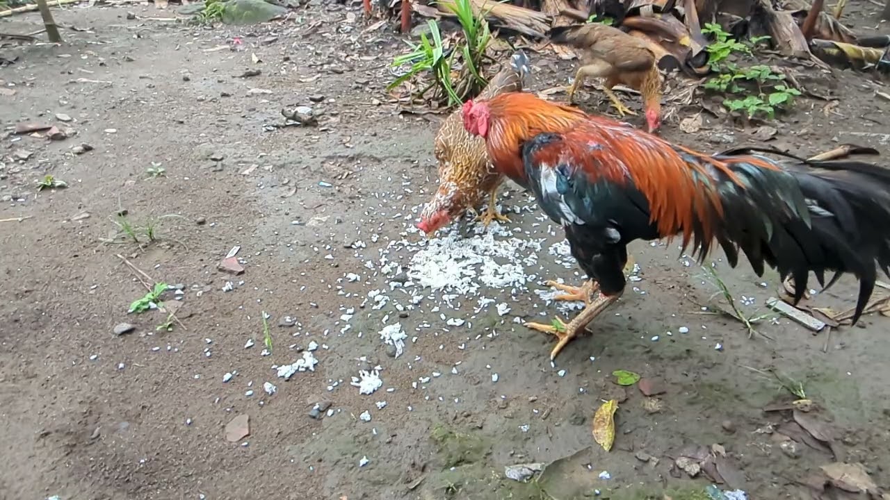 Chickens Eat Rice