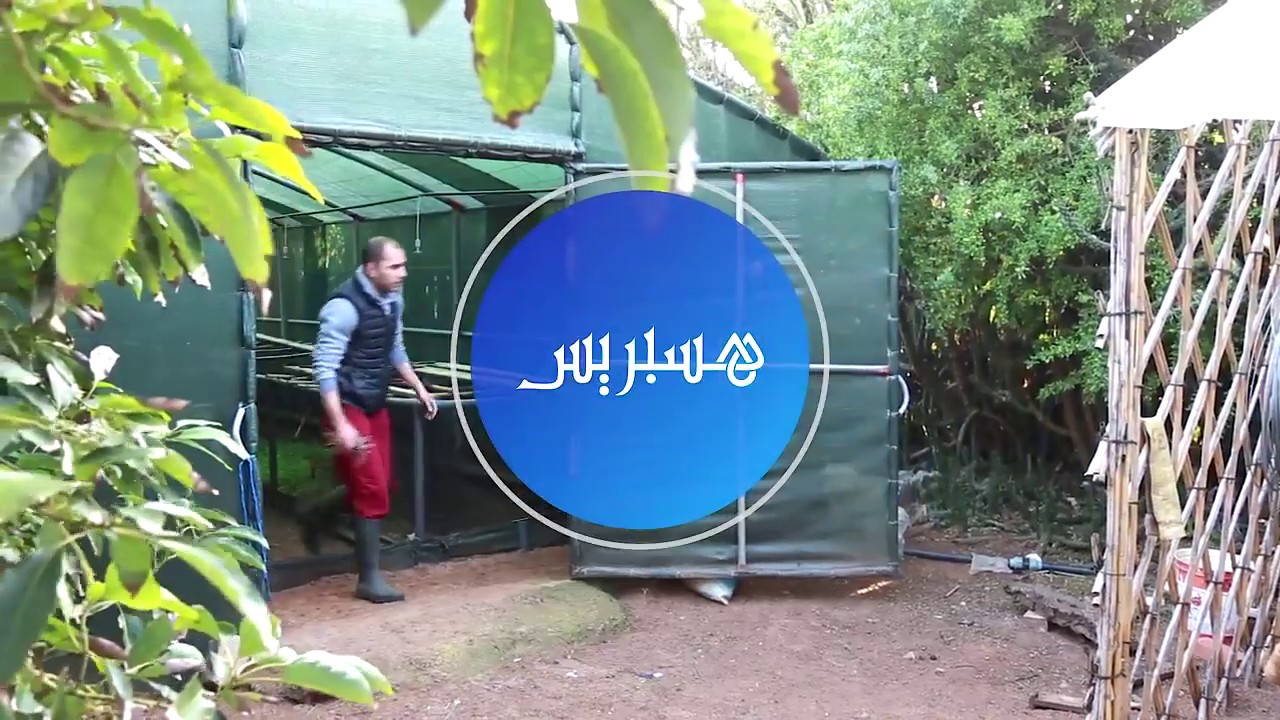 Elevage escargots au maroc (hespress) تربية الحلزون بالمغرب