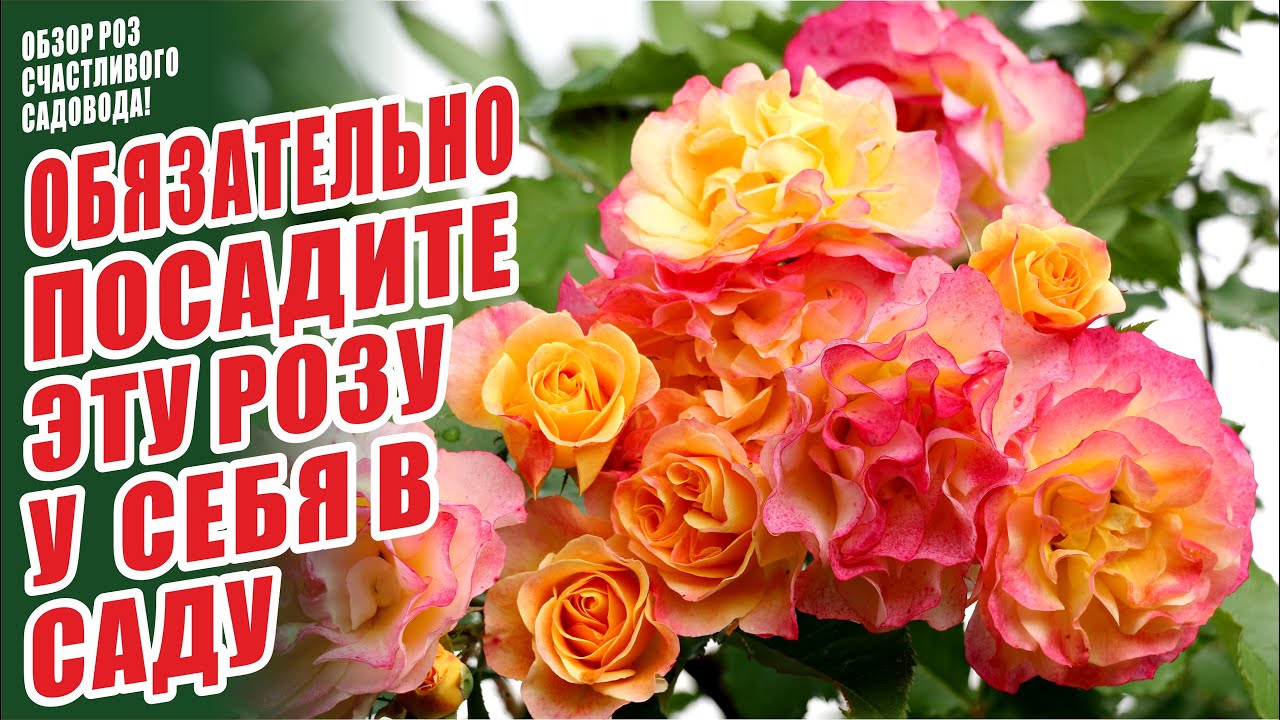 САМЫЕ ЛУЧШИЕ СОРТА РОЗ. ЛАНДЛУСТ. ШЕДЕВРЫ СЕЛЕКЦИИ. РОЗЫ В САДУ. СЧАСТЛИВЫЙ САДОВОД