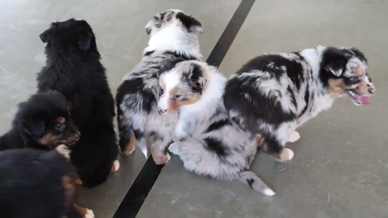 John Miller's Aussie Puppies