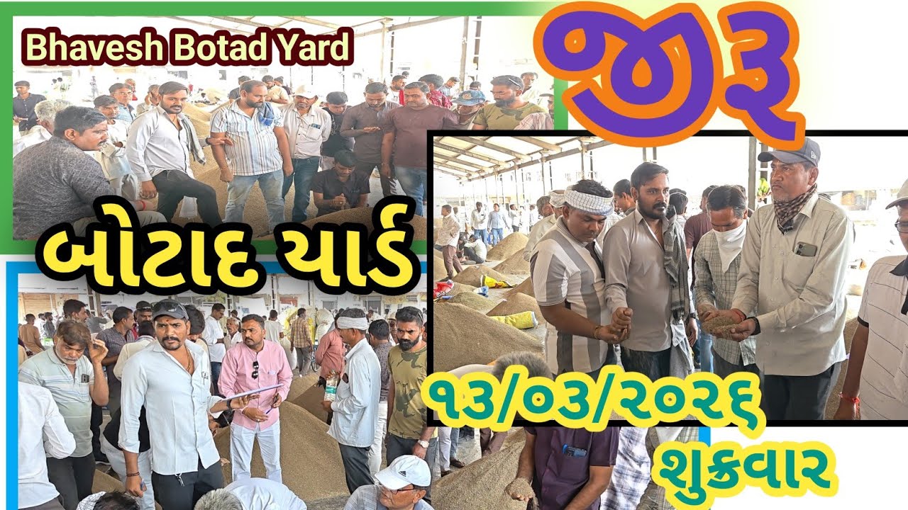 જીરૂ માં તેજી બોટાદ માર્કેટિંગ યાર્ડ 013/03/2026 ||Botad Marketing Yard || #bhaveshbotadyard