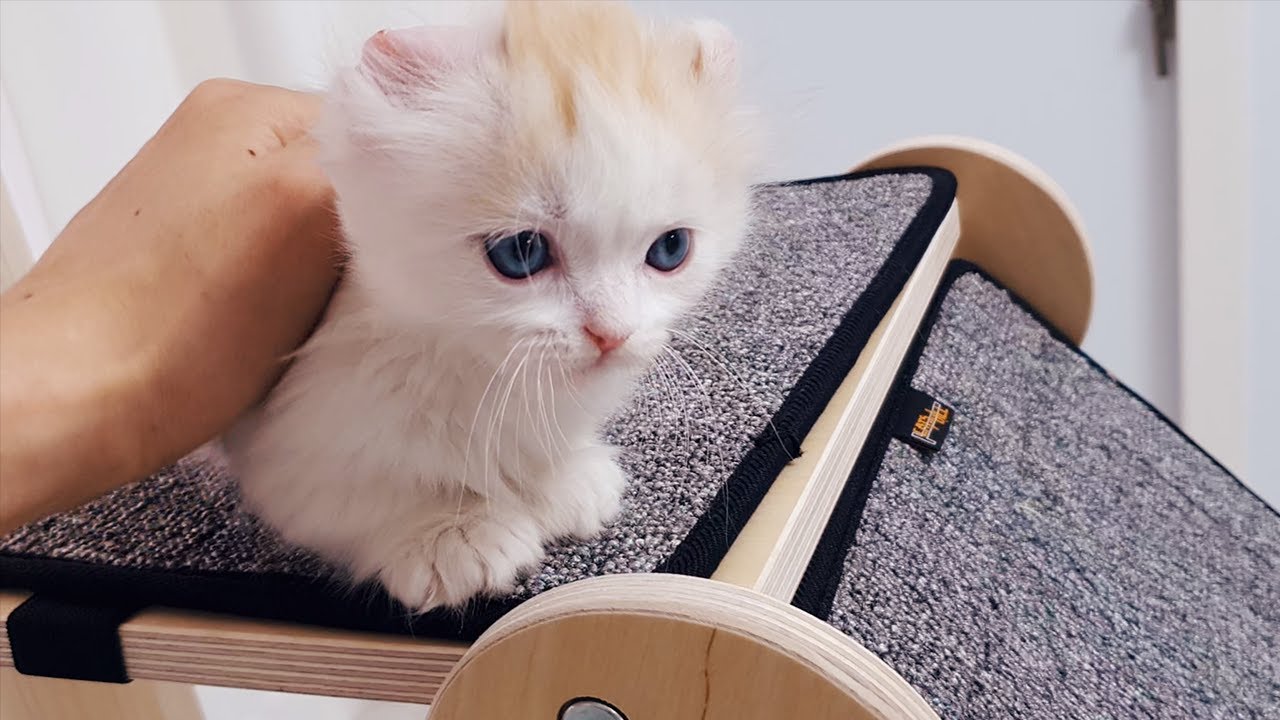 Munchkin Kitten is Afraid of Heights #Try to Climb up to the Cat Tree