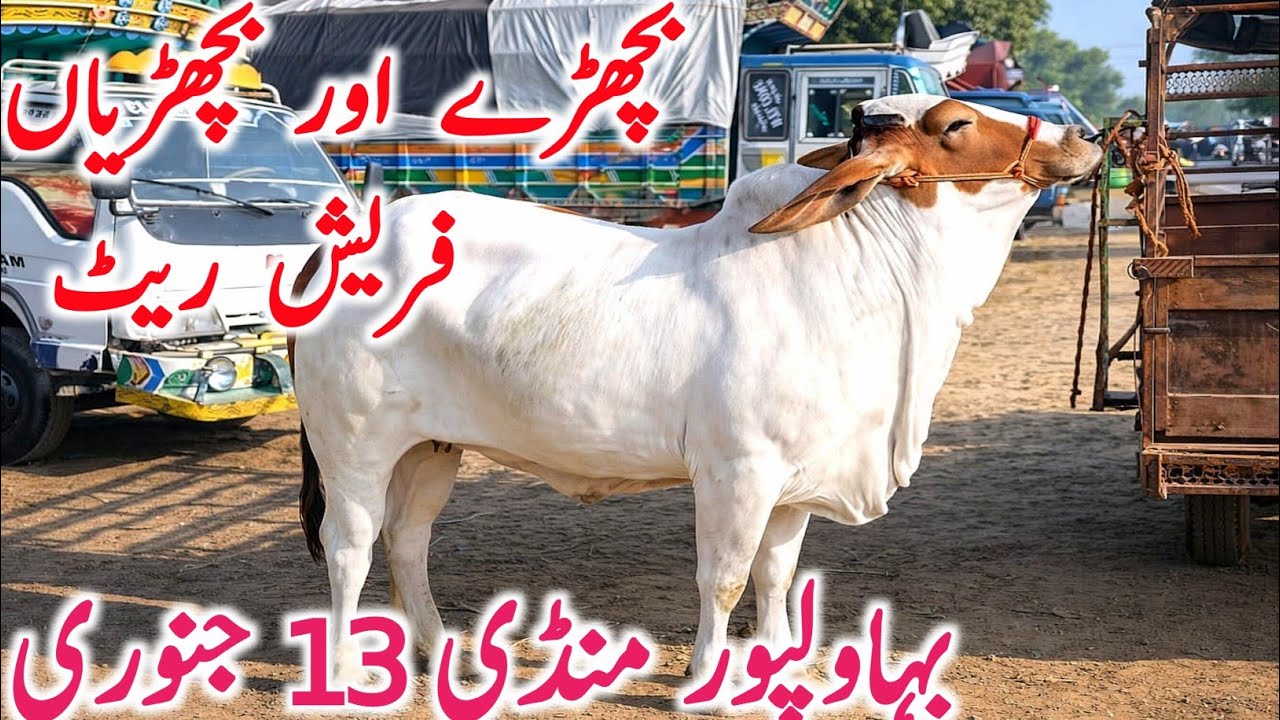 Bahawalpur Cow Mandi | Cholistani Sahiwal & Brahman Bachre Bachrian | Best Qurbani Cattle 2026