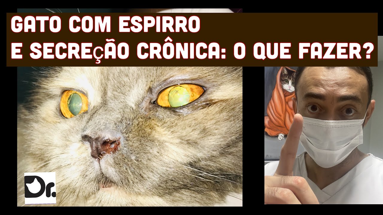 GATO ESPIRRANDO, COM SECREÇÃO CRÔNICA: O QUE FAZER?