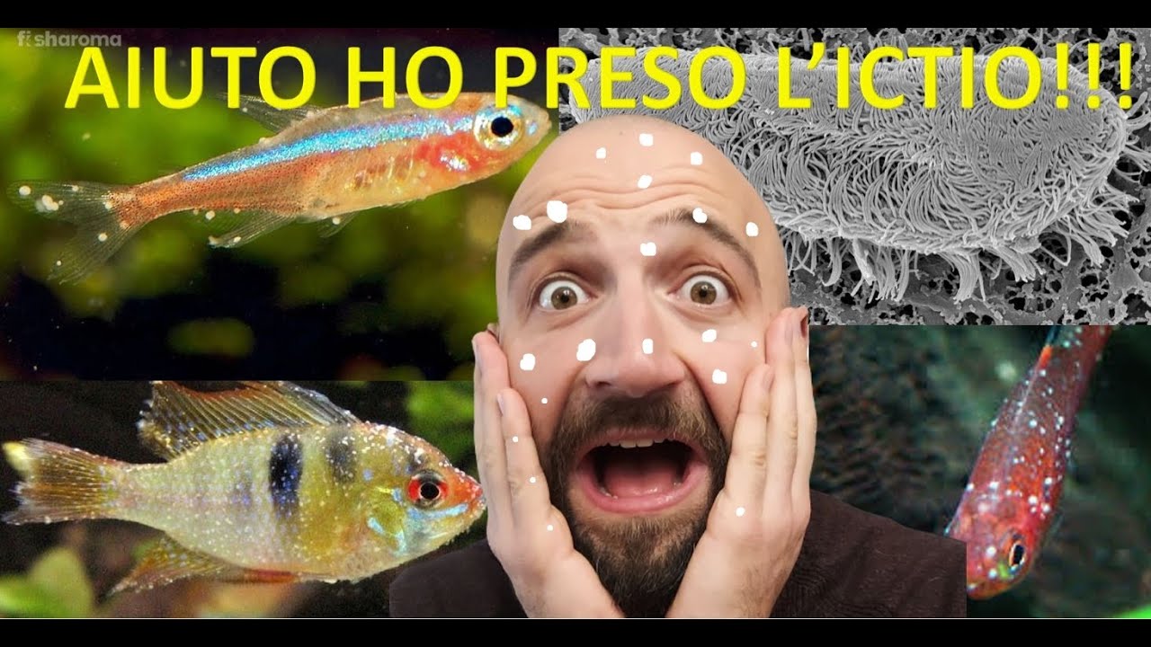 La malattia dei puntini bianchi: ICTIO, cause, cura, prevenzione