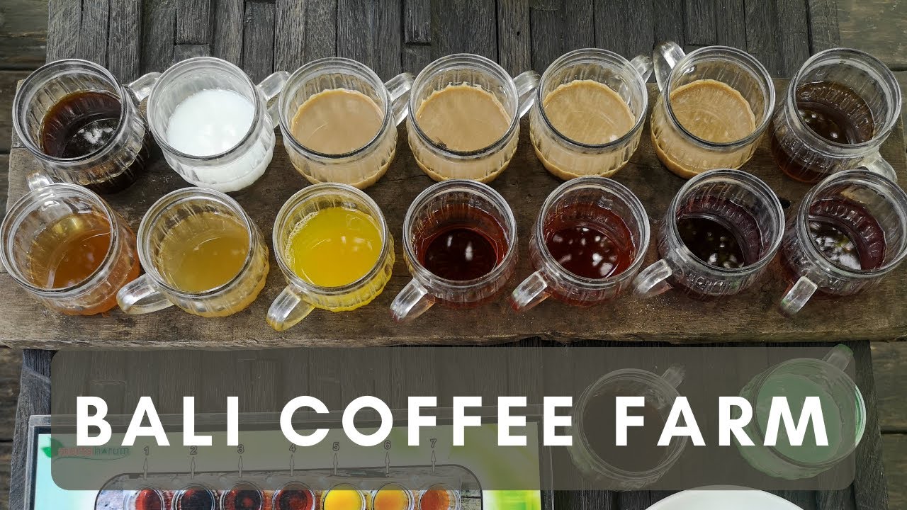 Bali Luwak Coffee Farm Tour ☕️🍃 | Merta Harum Agroo Plantation