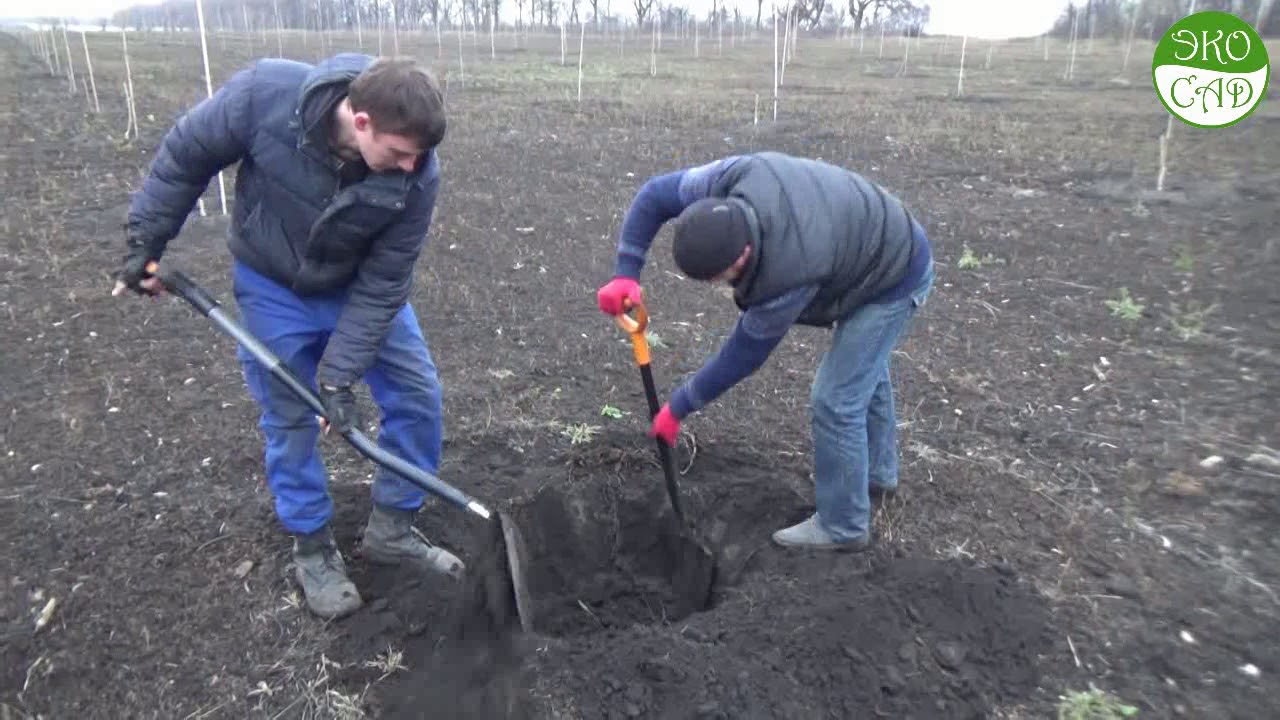 Посадка грецкого ореха осенью.