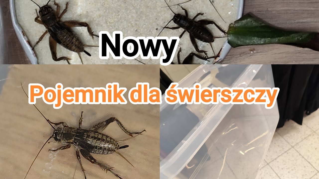 Przeprowadzka świerszczy do nowego lokum.
