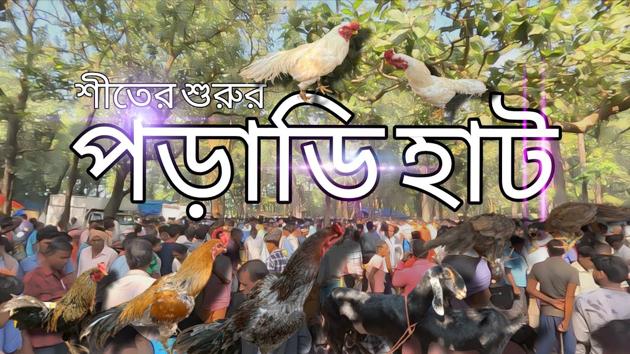 পড়াডি হাট | PORADHI | Price secret, why are rooster price high? Rear Fowl Breeders @achenaporshi 