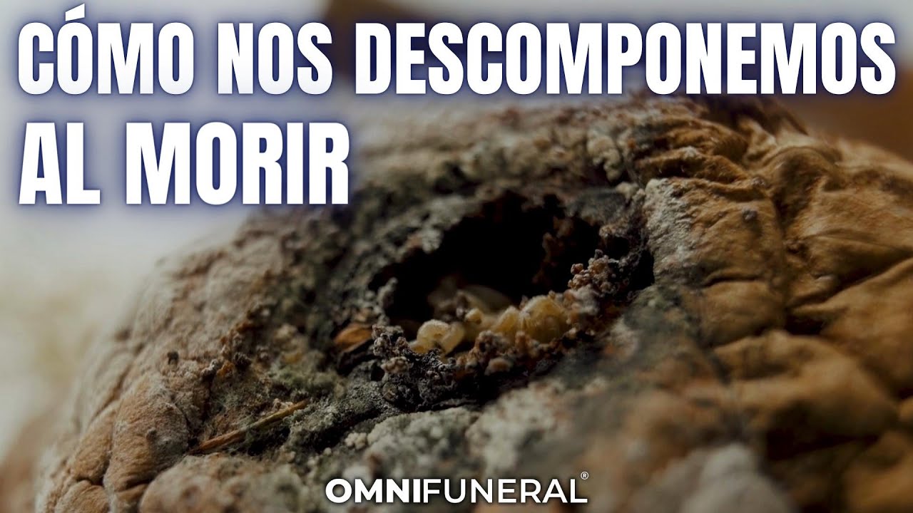 C&oacute;mo se DESCOMPONE un CUERPO despu&eacute;s de la MUERTE