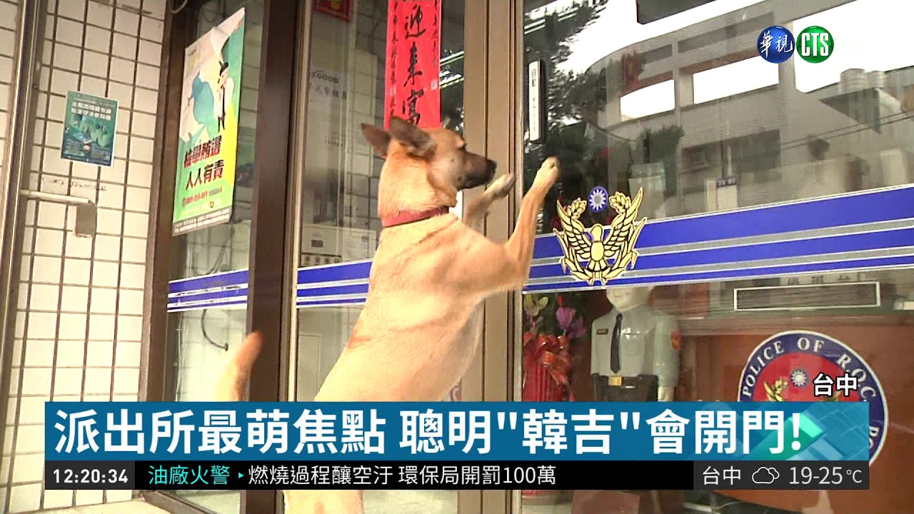 開警局門.助陣熟練 超萌警犬暴紅 | 華視新聞 20190115