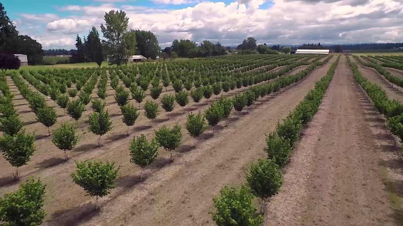 Hazelnut Orchard State St Salem Oregon