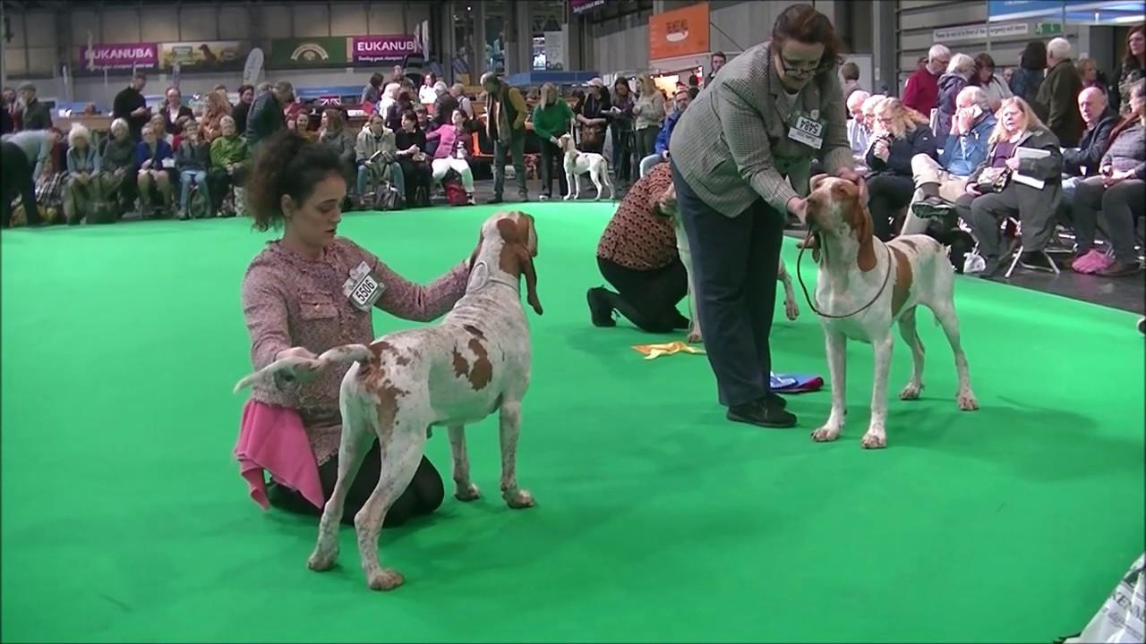 Bracco Italiano Crufts 2020