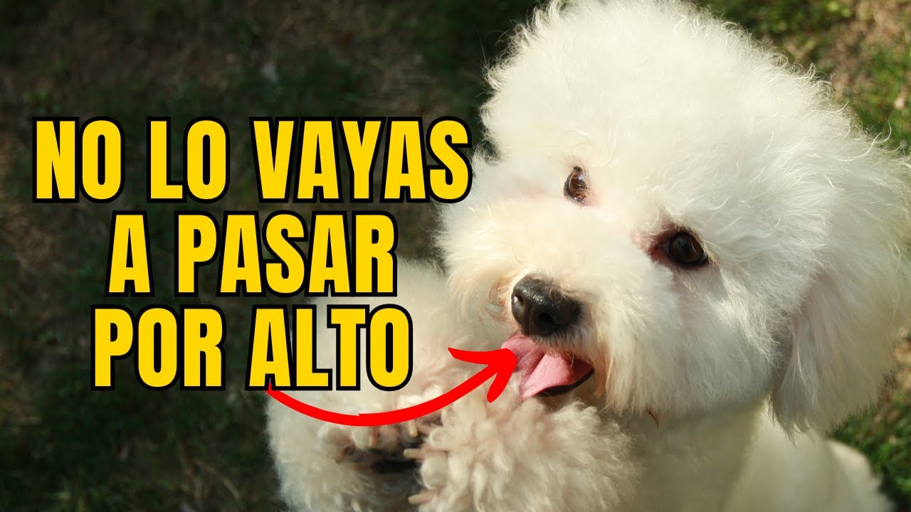 🐶Cuidados IMPORTANTES Que Debes Conocer Del Bichon Maltes