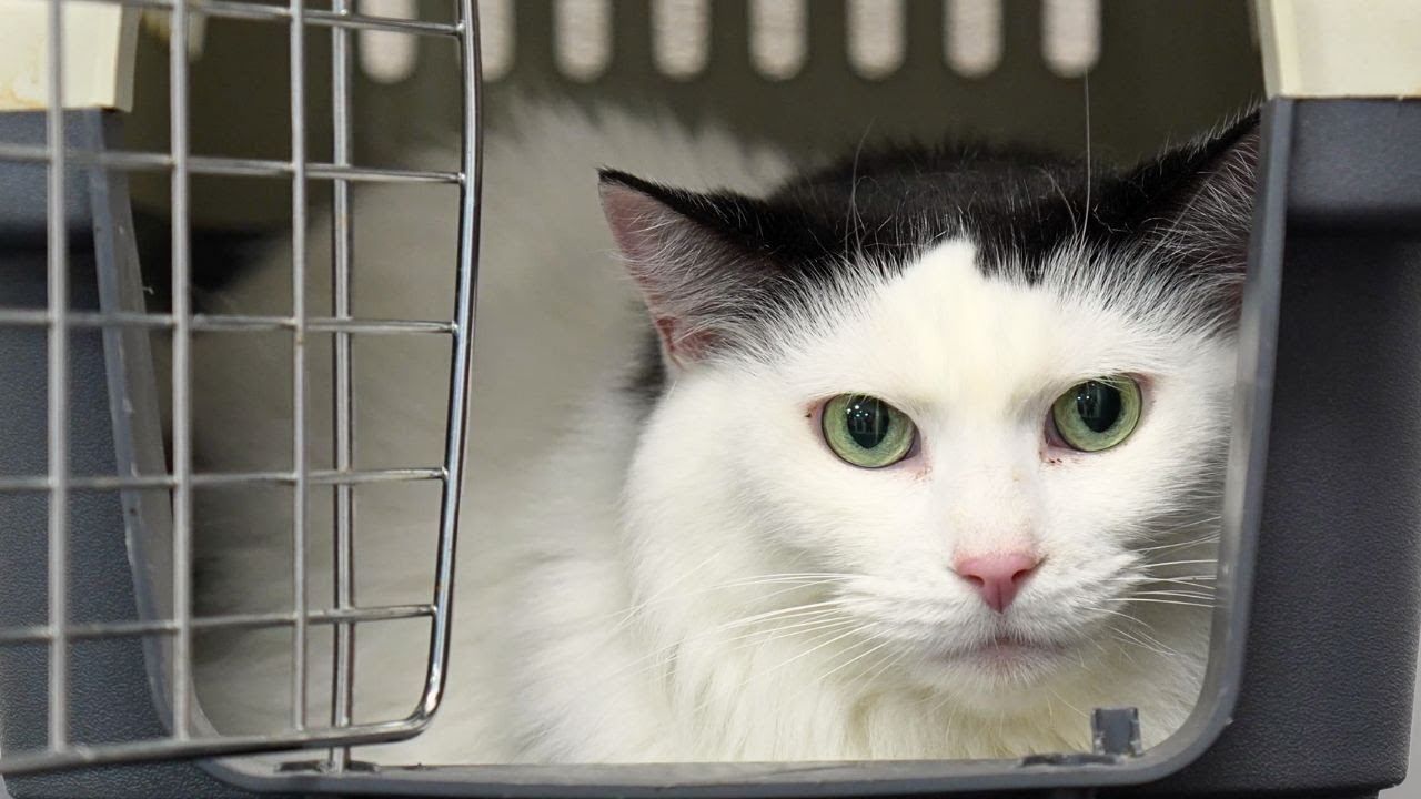 Dear Cats: Be Like Henry. Sincerely, Every Cat Groomer Ever 🙏🐱