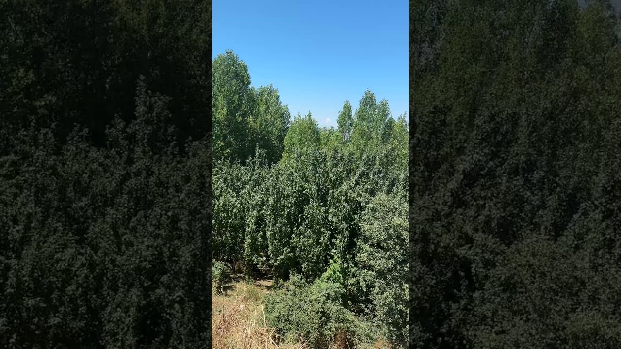 Erzincan Pelitli Köyü 22.07.2024