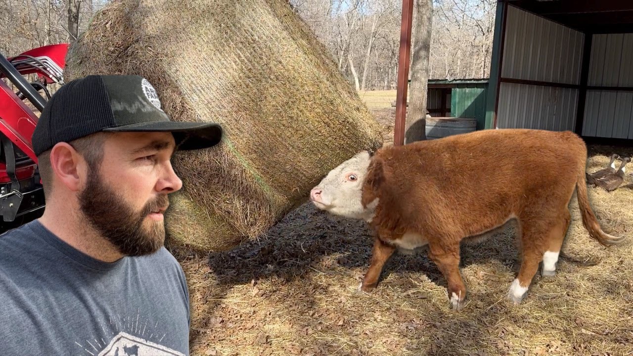 He Should Have Moooved!