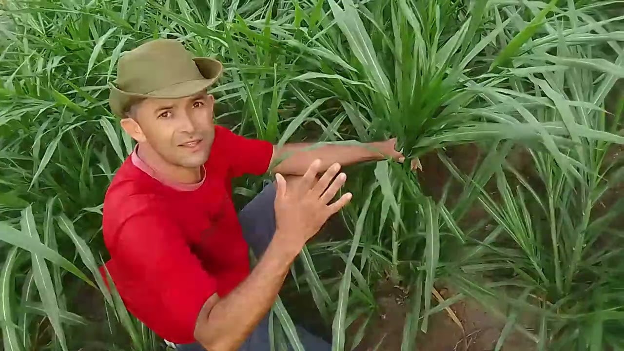 veja como plantar o capim brs curumim e os animais comendo.