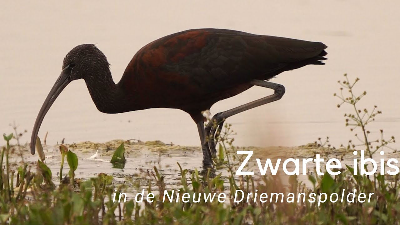 Zwarte ibis in de Nieuwe Driemanspolder #1029