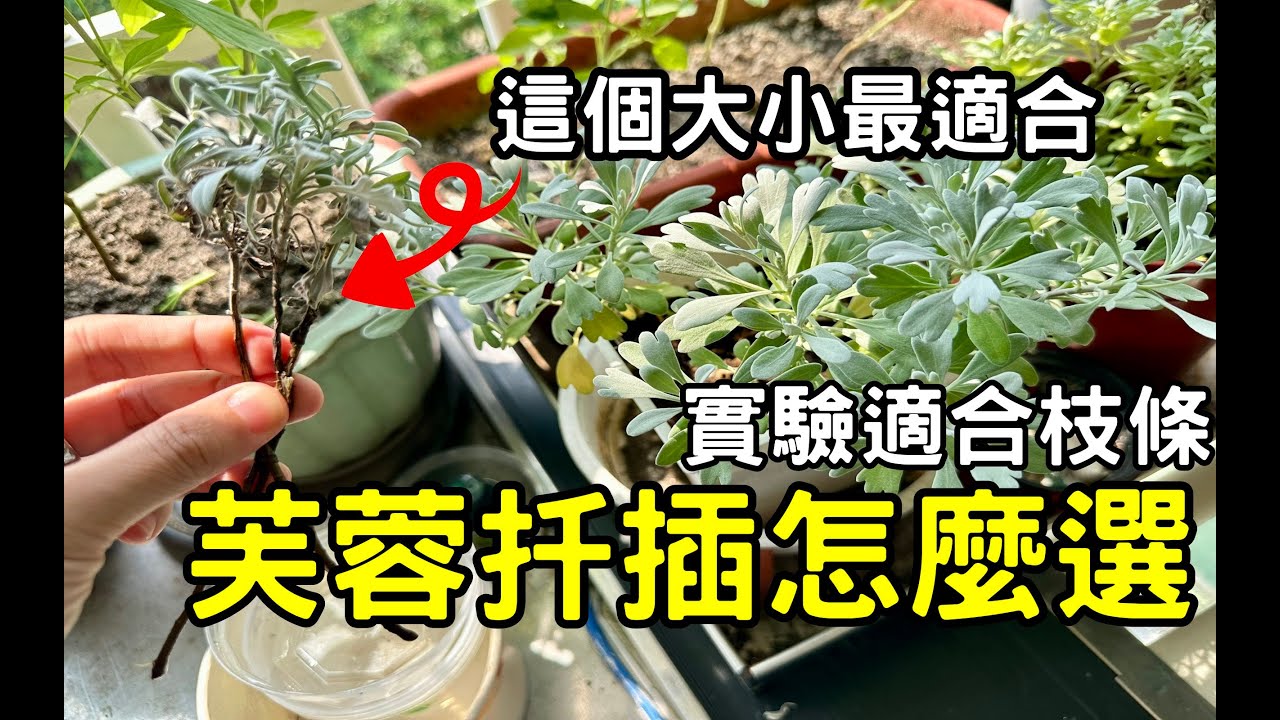 芙蓉扦插實驗  |  這個大小最適合！ |  枝條挑選【黑貓日常】