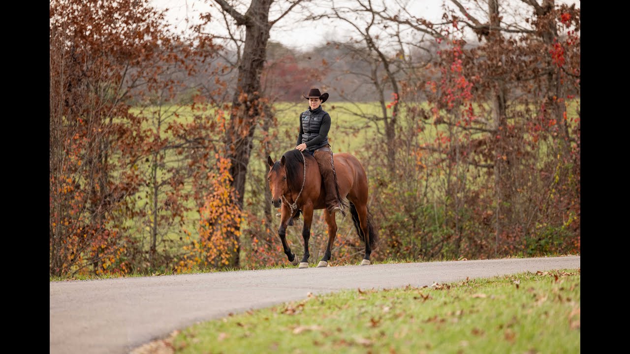 Dunit for Windy AKA Cruzer Offered by Diamond K Horses at 2026 Ride the Wave Premier Horse Sale