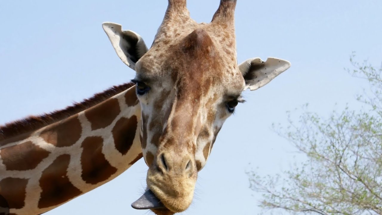 Сафари парк в Германии  SERENGETI  safaripark