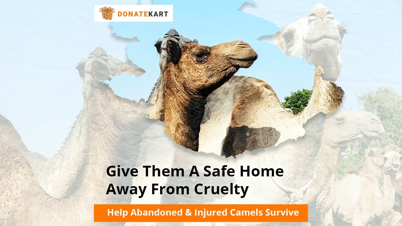 PFA Sirohi Needs Your Help To Save 400+ Camels