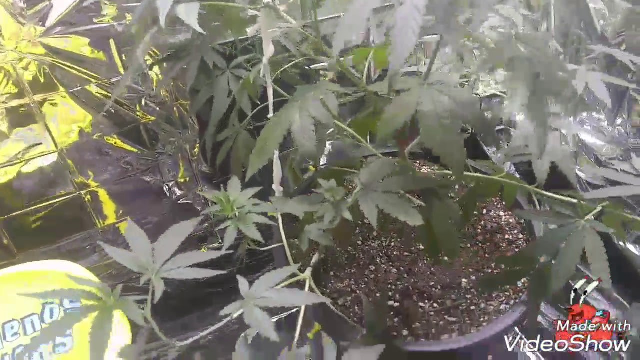 First time growing Day 70 thin mint Girl Scout cookies