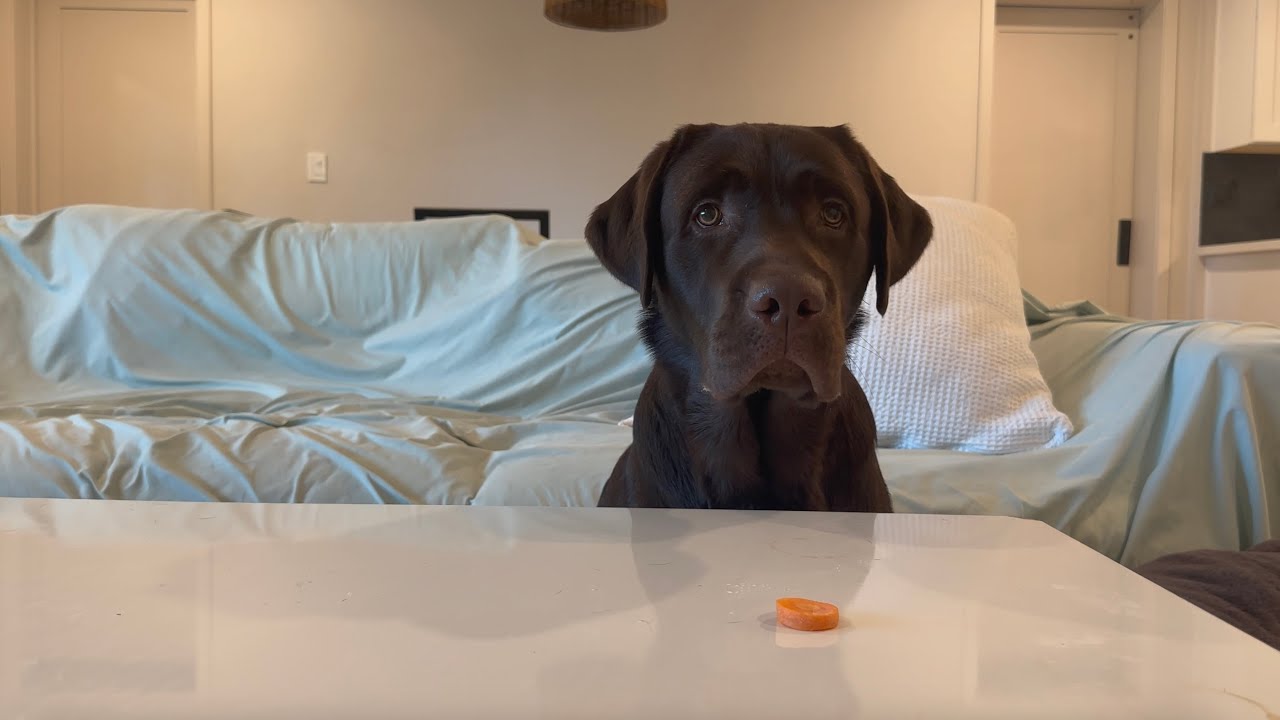 LABRADOR RETRIEVER PUPPY TRIES CRUNCHY FOODS!! *ASMR*