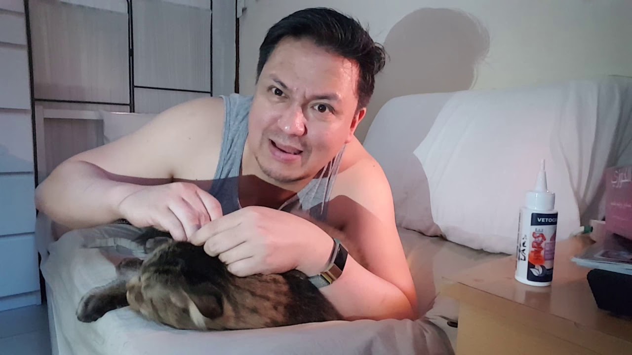 Самсун и я: чистим уши своим котам.