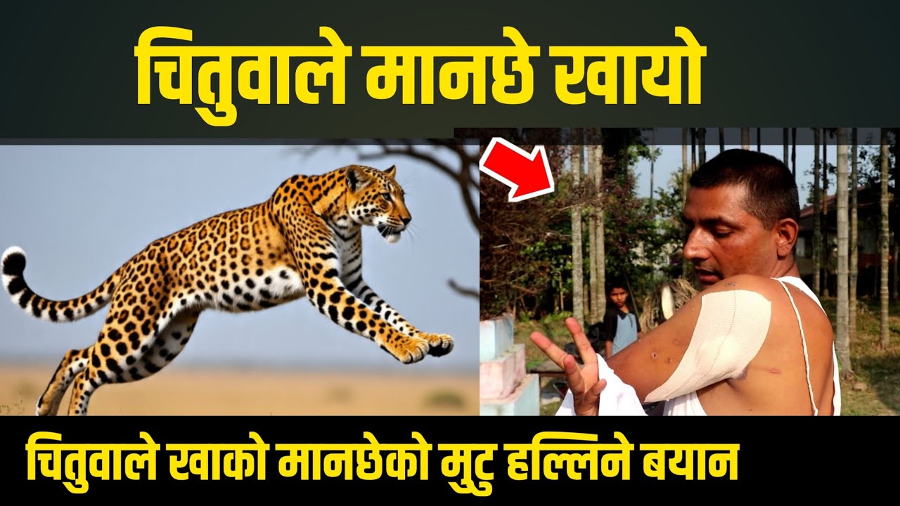 चितुवाले झापामा मानछे खायाे/चितुवाले खाकाे मानछे मिडियामा बाेलदै/