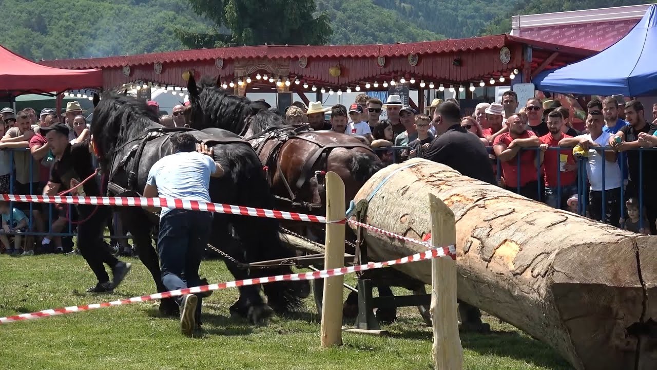 Concurs cu cai de tractiune Gilau, Cluj Proba de Dublu 25 Mai 2024 Nou!!!