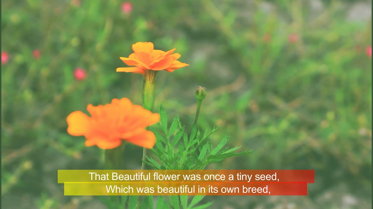 Beautiful Flower Poetry