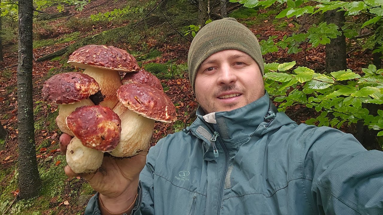 FUNGHI PORCINI | Incredibile, che bellezza!