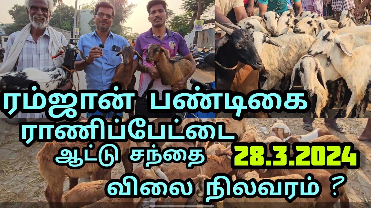 ராணிப்பேட்டை ஆட்டு சந்தை இந்த வாரம் விலை நிலவரம் 28.3.2025 #ranipettaisanthai