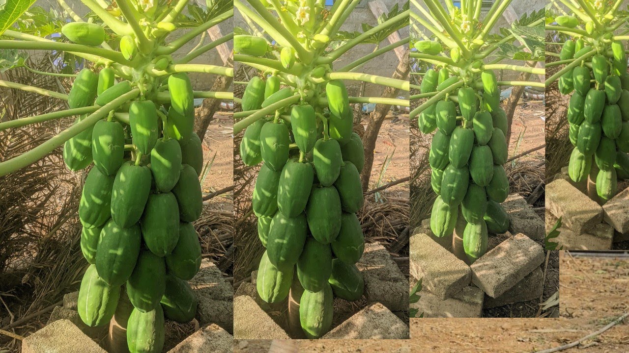 comment avoir des gros fruits de papaye Bio ( ma méthode)