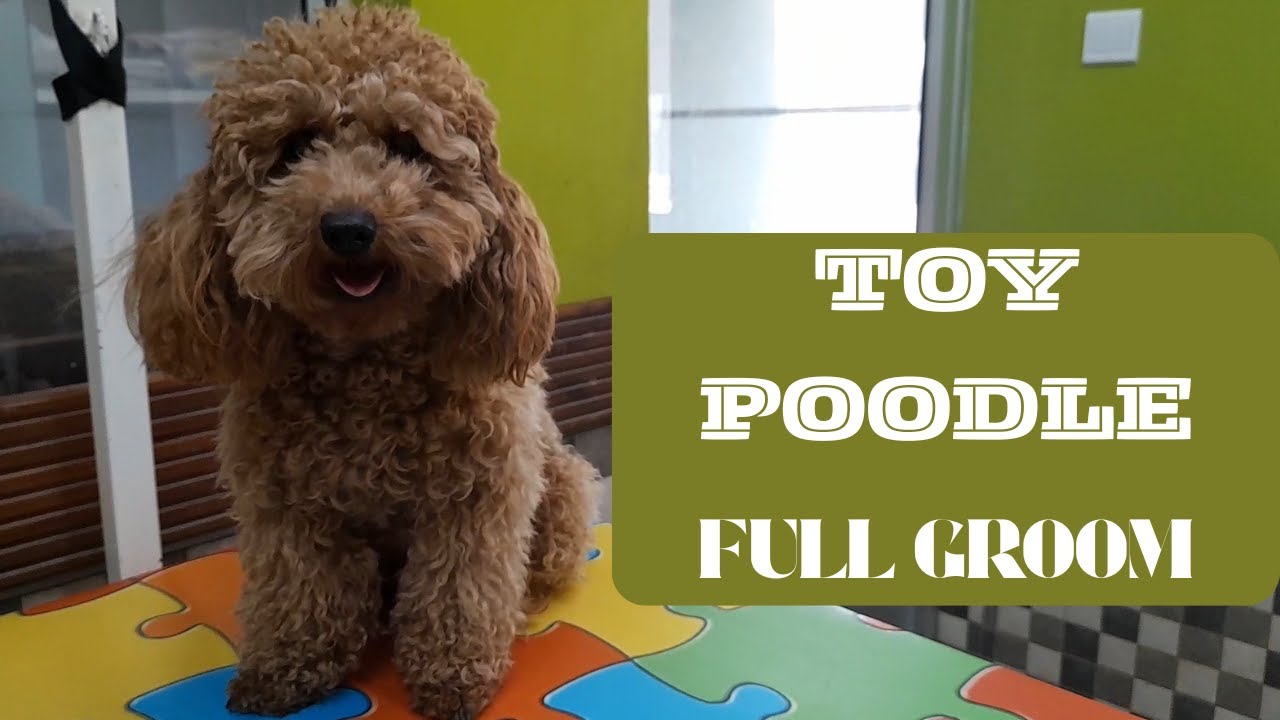 TOY POODLE PUPPY FULL GROOM 8 month old