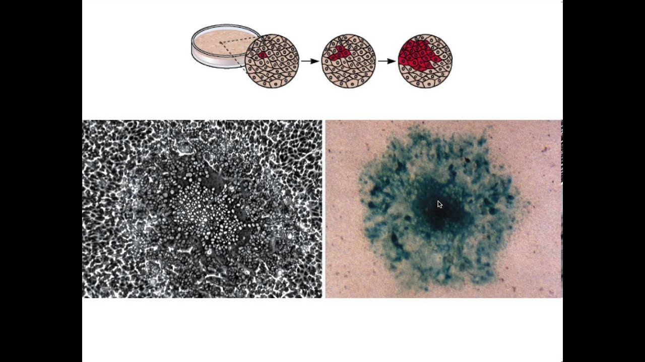 Assay of viral infectivity
