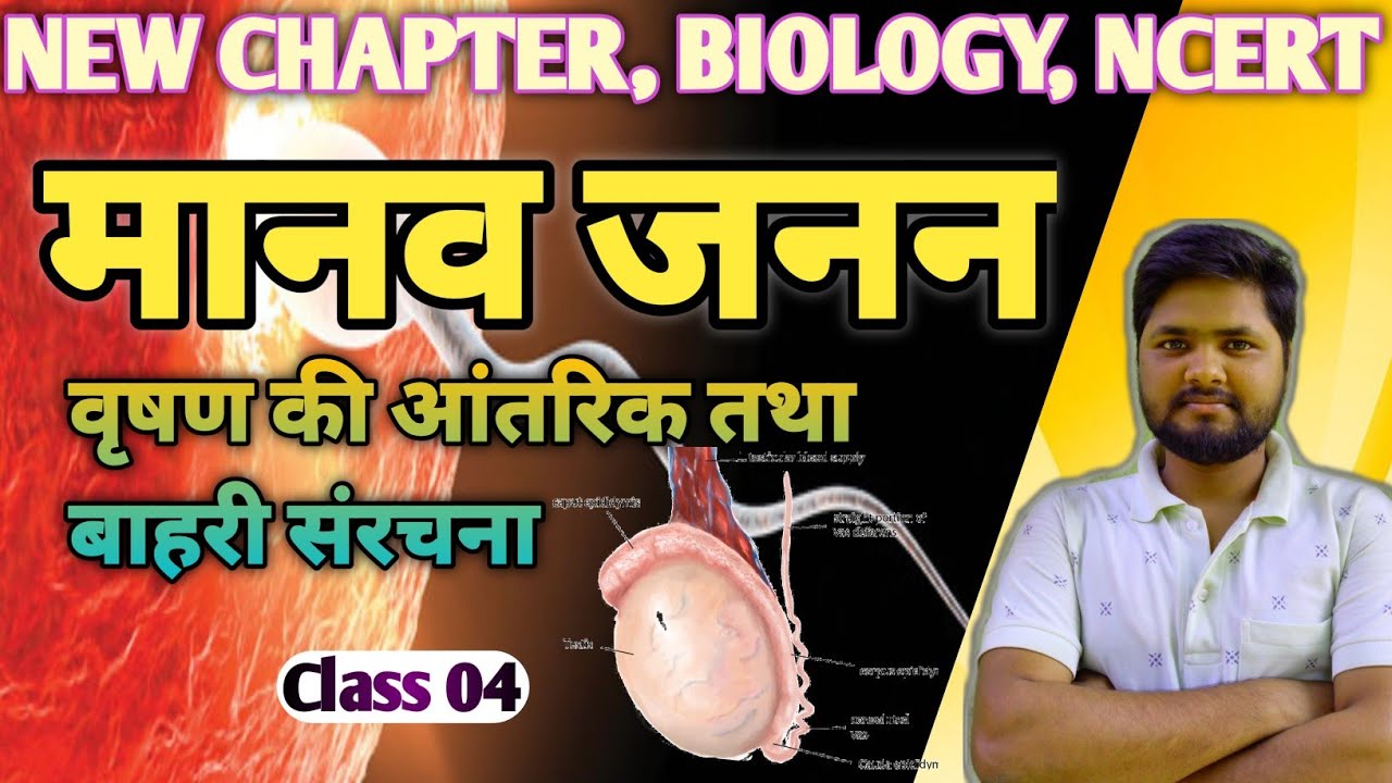 वृषण की आंतरिक संरचना। मानव जनन। 