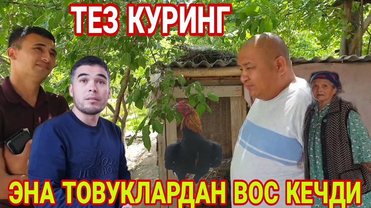 КУНДУЗ ЭНАНИ ТОВУКЛАРИНИ СОТАМИЗ... ТЕЗ КУРИНГ (Охунов тв)
