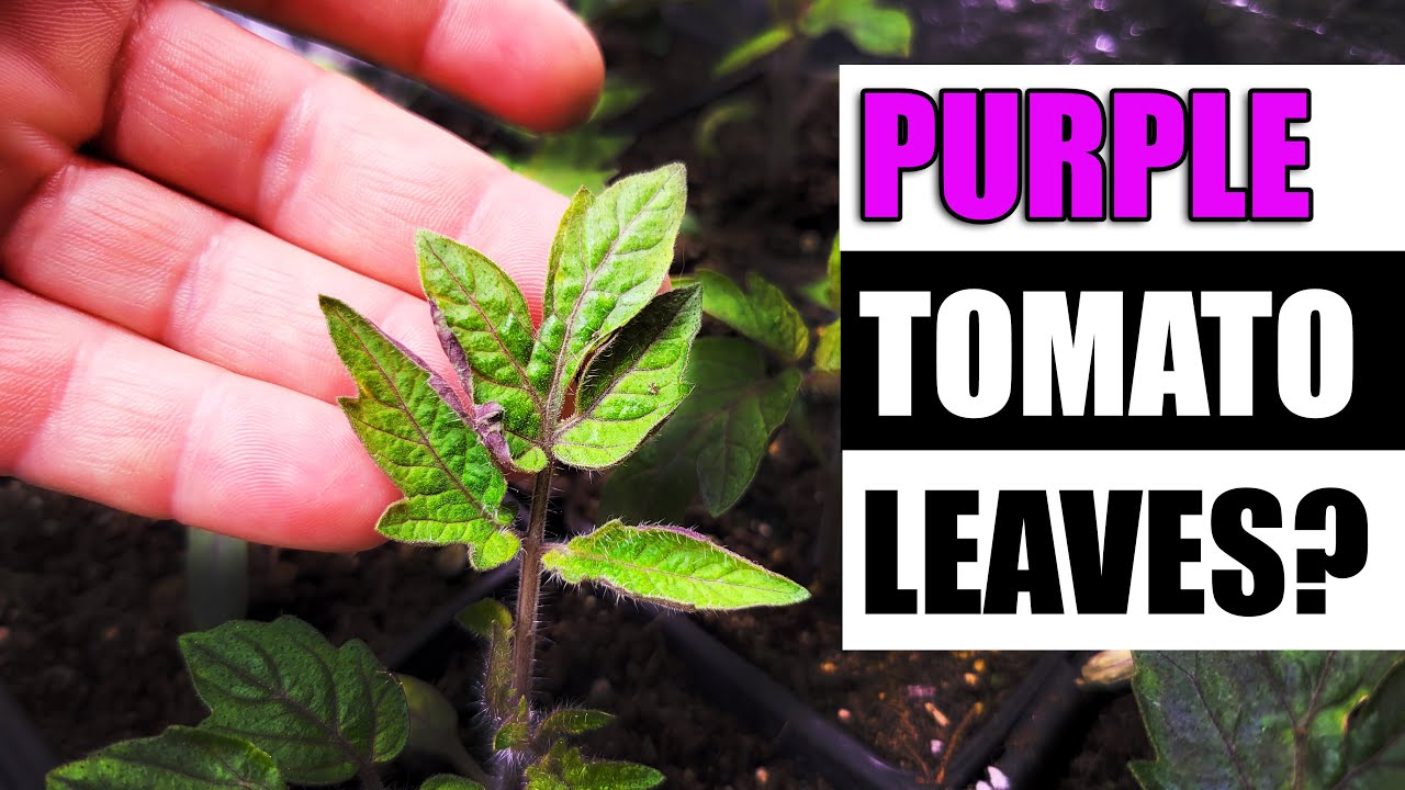 Why Do Tomato Leaves Turn Purple - Garden Quickie Episode 128
