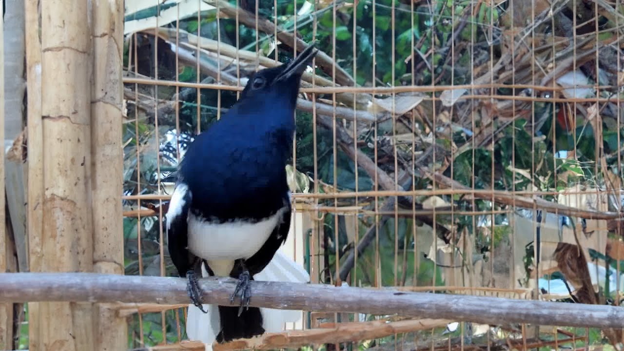 Hót Đấu Kích Trống Căng Lửa || Luyện Giọng Chòe Than || Kacer | Kích Choè Than Hót