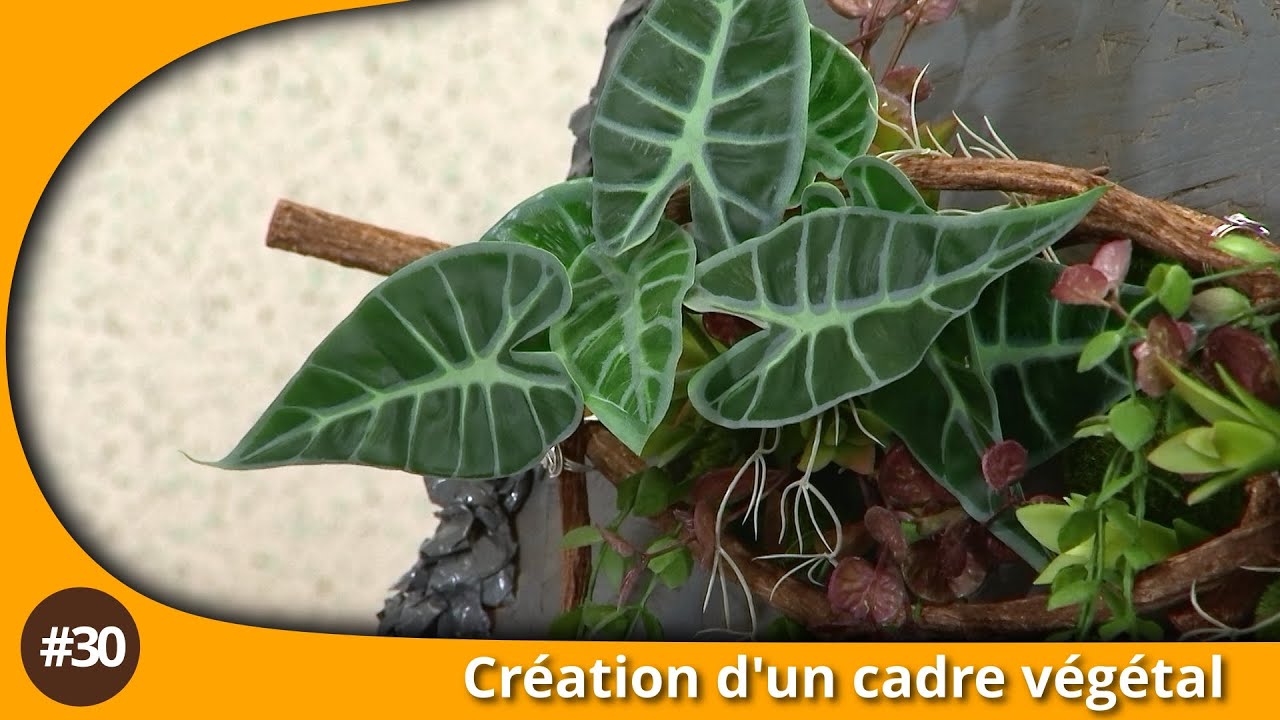 Atelier du jardin : Création d'un cadre végétal