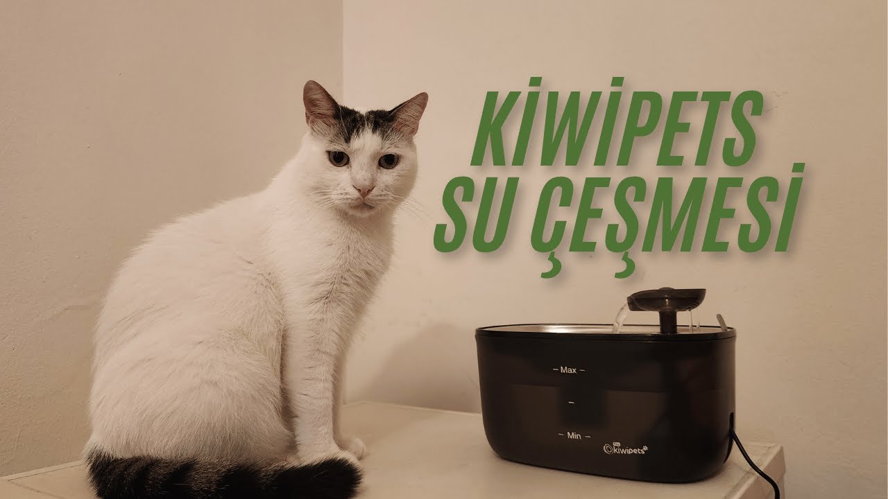 Kiwi Pets Su Pınarı İncelemesi