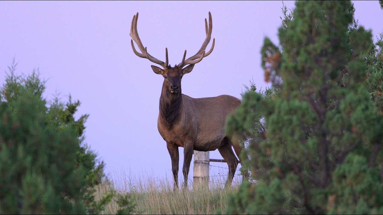 Moose, Elk and Bighorn Sheep Lottery Preview 2026 - NDGF - 03-12-2026