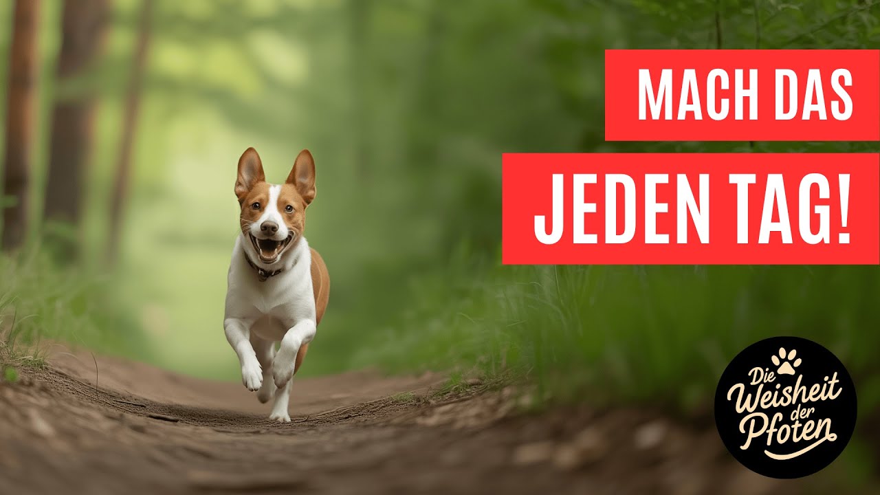 Die Psychologie dahinter: Rituale für einen ruhigen, vertrauensvollen Hund