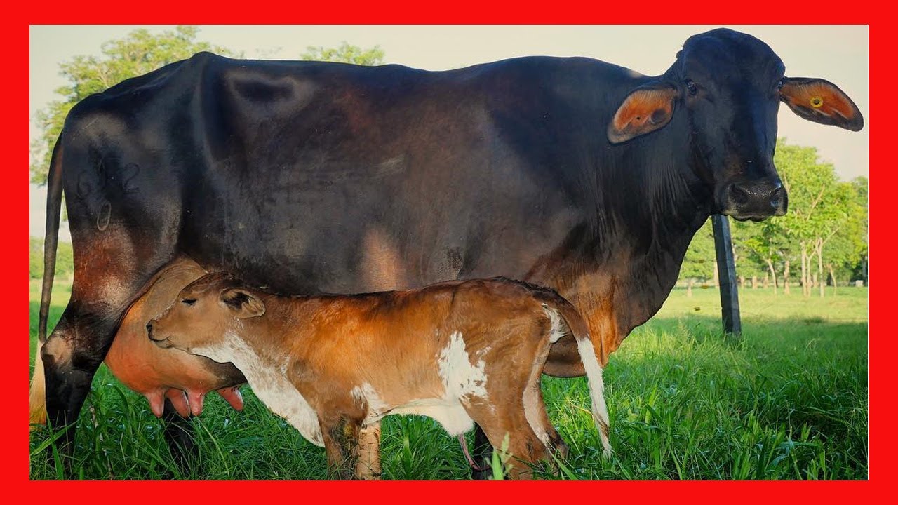 🔴 EL CALOR INFLUYE EN LA PRODUCTIVIDAD Y BIENESTAR ANIMAL ✅ Curso de Ganaderia Bovina Vacas Lecheras
