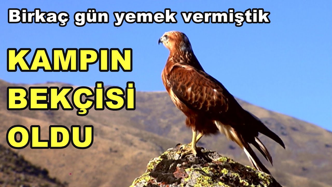 Birkaç gün yemek vermiştik KAMPIN BEKÇİSİ OLDU (5.Bl.)