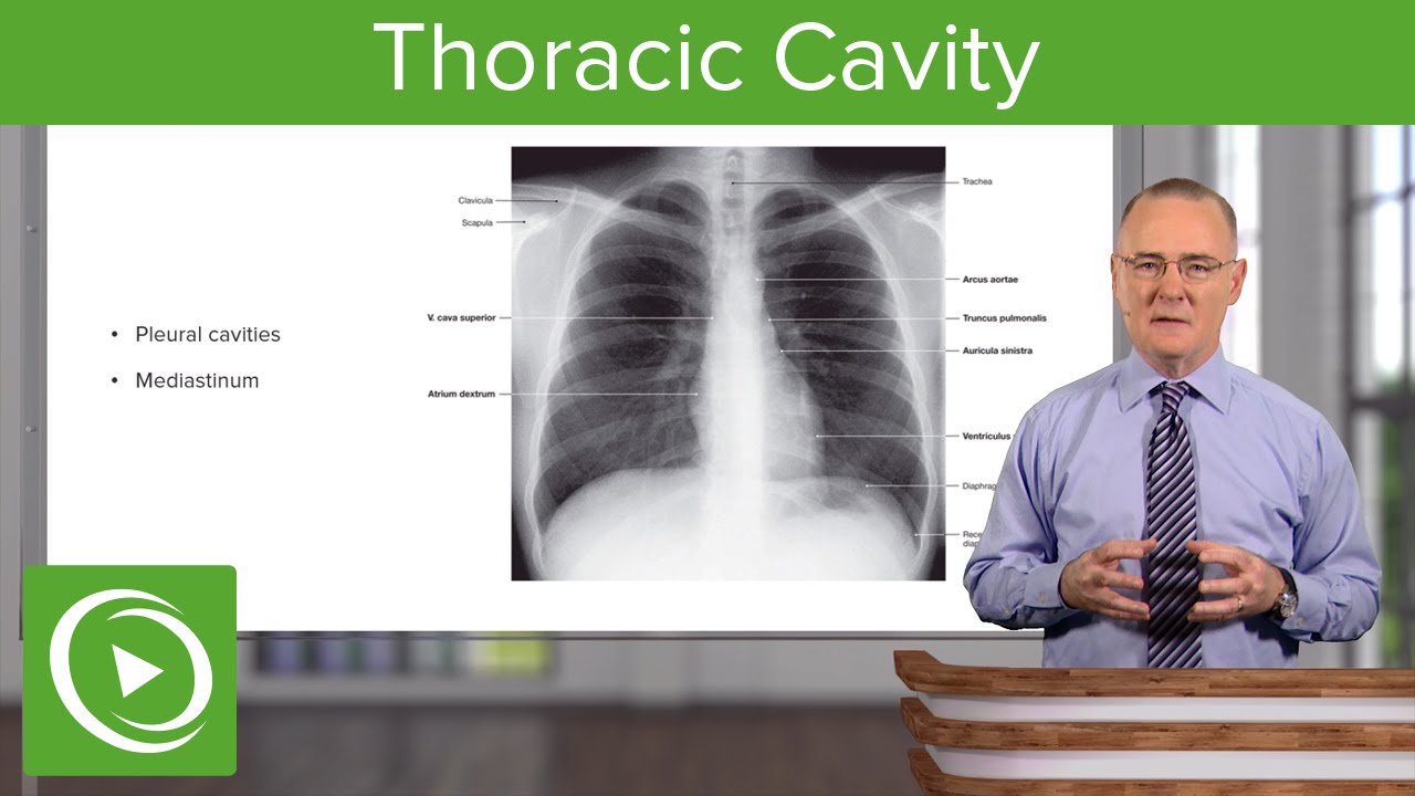 Thoracic Cavity &ndash; Anatomy | Lecturio