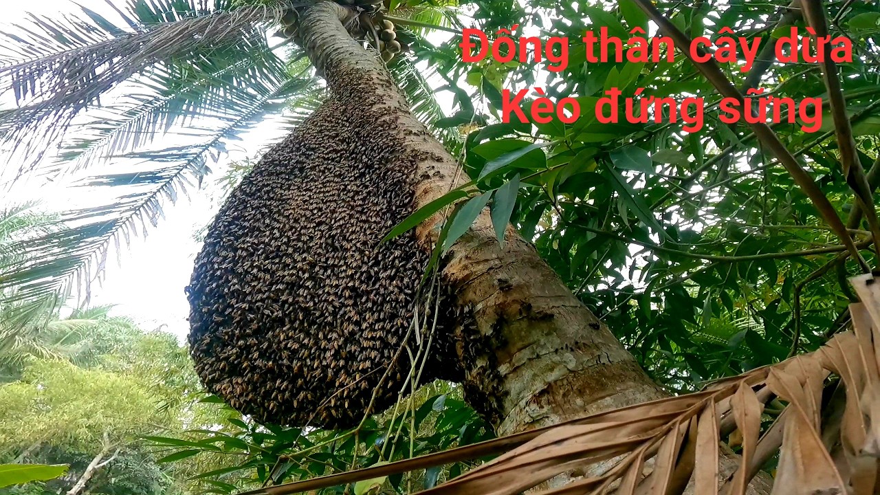 Khai trương bắt ong đầu năm mới bắt ba tổ ong bầu mật chám voi và tổ cây dừa đống đứng sửng